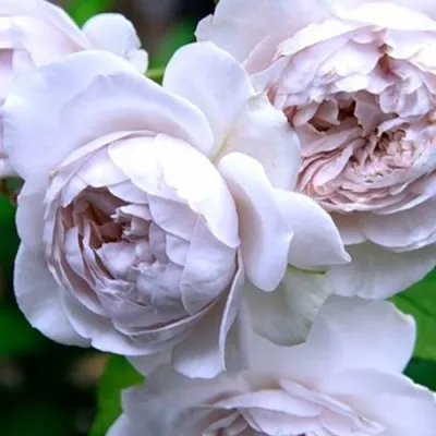 Роза ГРИЗЕЛИС шраб в Чебоксарах