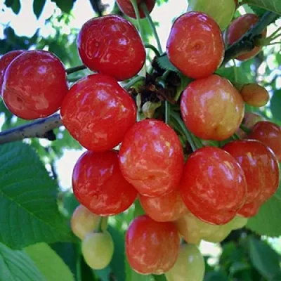 Черешня КРАСАВИЦА в Чебоксарах