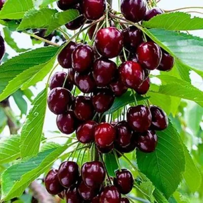 Черешня ОЛЕНЬКА в Чебоксарах