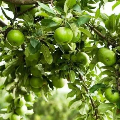 Яблоня ГРЕННИ СМИТ в Чебоксарах