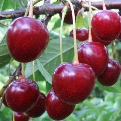 Вишня ТУРГЕНЕВКА в Чебоксарах