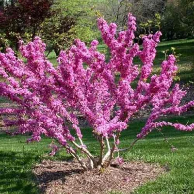 ЦЕРЦИС канадский  в Чебоксарах