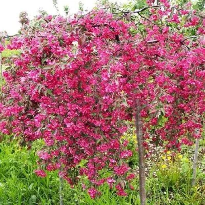 Яблоня КИНГ БЬЮТИ декоративная в Чебоксарах