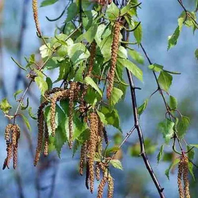 Береза повислая в Чебоксарах