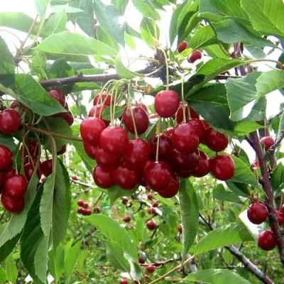 Вишня ТУРГЕНЕВКА в Чебоксарах