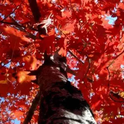 Дуб красный  в Чебоксарах