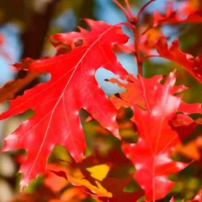 Дуб красный  в Чебоксарах