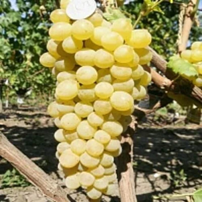 Виноград КИШМИШ ЗОЛОТЦЕ в Чебоксарах