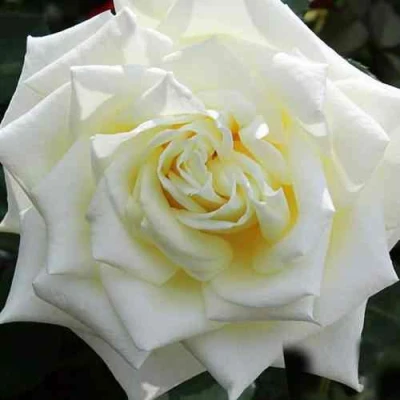 саженцы роз мачо