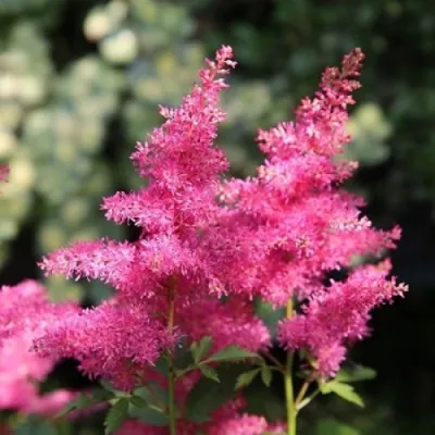 Астильба САННИ ДЕЙ гибридная в Чебоксарах