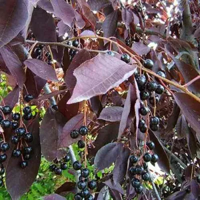 Черемуха виргинская ШУБЕРТ в Чебоксарах