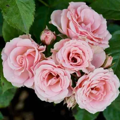 Роза КЛАССИК ЛИДИЯ спрей в Чебоксарах