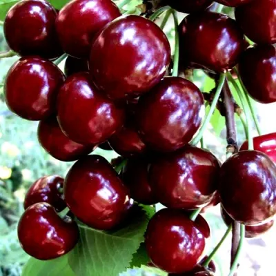 Черешня ОЛЕНЬКА в Чебоксарах