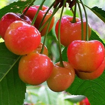 Черешня КРАСАВИЦА в Чебоксарах