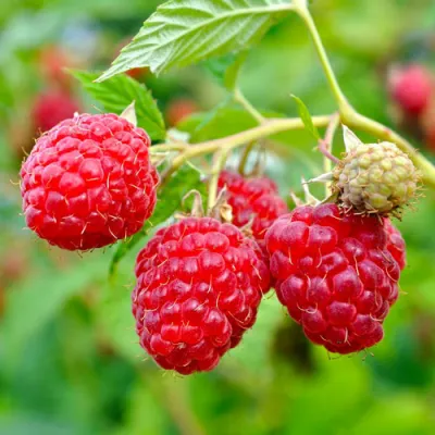 Малина РУБИФОЛ в Чебоксарах