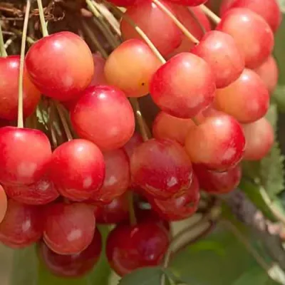 Черешня ЮЛИЯ в Чебоксарах