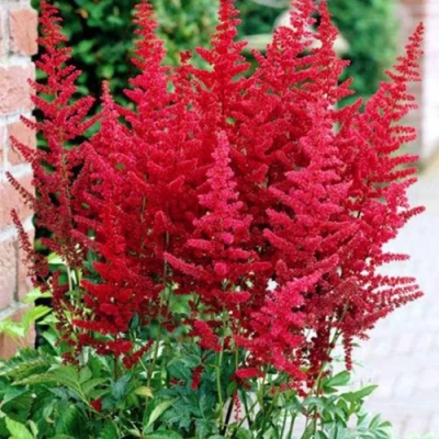 Астильба БУРГУНДИ РЕД Арендса в Чебоксарах