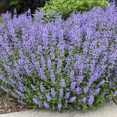 Котовник СИКС ХИЛЛС ГИАНТ в Чебоксарах