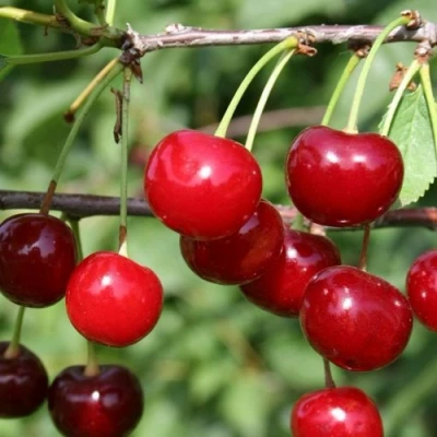 Вишня ХАРИТОНОВСКАЯ в Чебоксарах