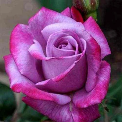 саженцы розы парадиз