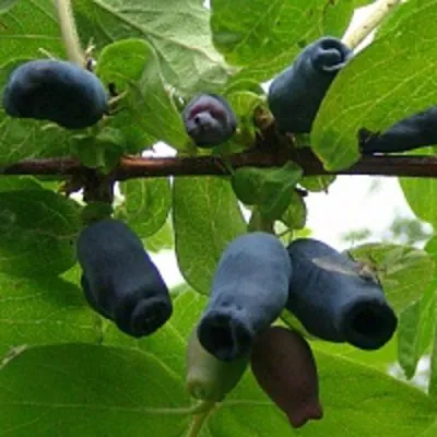 Жимолость съедобная НАРЫМСКАЯ в Чебоксарах