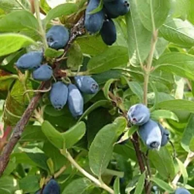 Жимолость съедобная НАРЫМСКАЯ в Чебоксарах