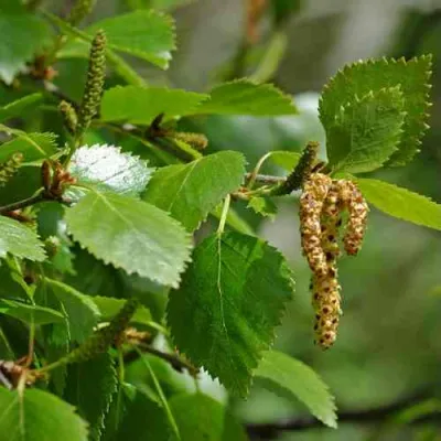 Береза бумажная в Чебоксарах