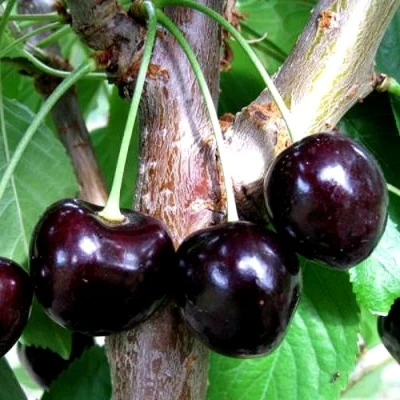 Вишня ШОКОЛАДНИЦА в Чебоксарах