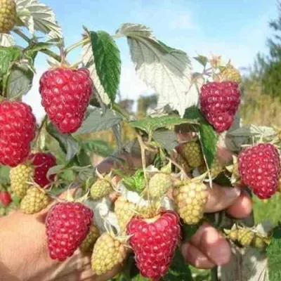 Малина ЖАР-ПТИЦА в Чебоксарах