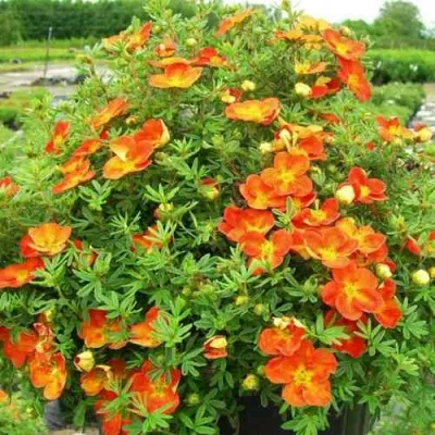 Лапчатка ОРАНЖСТАР кустарниковая в Чебоксарах