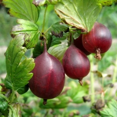 Крыжовник СЕРЕНАДА в Чебоксарах