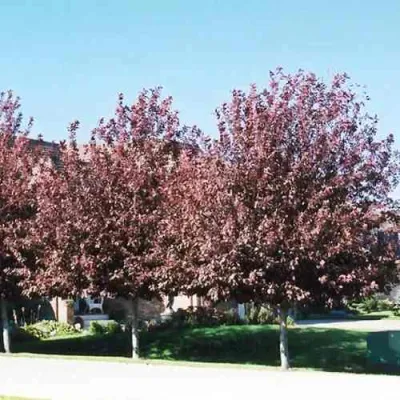 Черемуха виргинская ШУБЕРТ в Чебоксарах