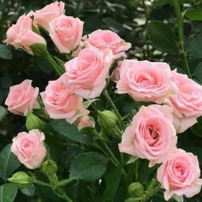 Роза КЛАССИК ЛИДИЯ спрей в Чебоксарах