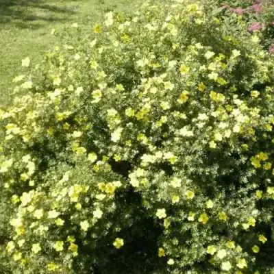 Лапчатка КЛОНДАЙК кустарниковая в Чебоксарах