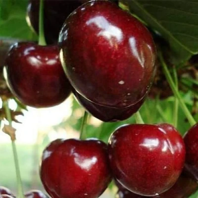 Черешня ЛАПИНС в Чебоксарах