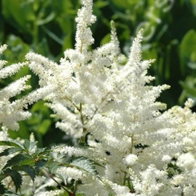 Астильба ХЭППИ ДЕЙ Арендса в Чебоксарах