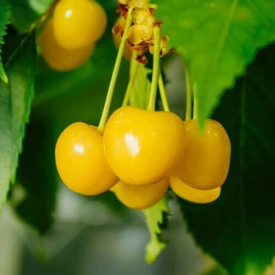 Черешня Подснежник