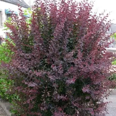 Барбарис АТРОПУРПУРЕА тунберга в Чебоксарах