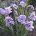 Ирис ИМПЕРИАЛ ОПАЛ сибирский в Чебоксарах