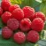 Малина СОЛНЫШКО в Чебоксарах