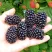 Ежевика ОУАЧИТА бесшипная в Чебоксарах