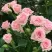 Роза КЛАССИК ЛИДИЯ спрей в Чебоксарах