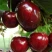Черешня ЛАПИНС в Чебоксарах