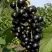 Смородина чёрная ВИНОГРАДНАЯ в Чебоксарах