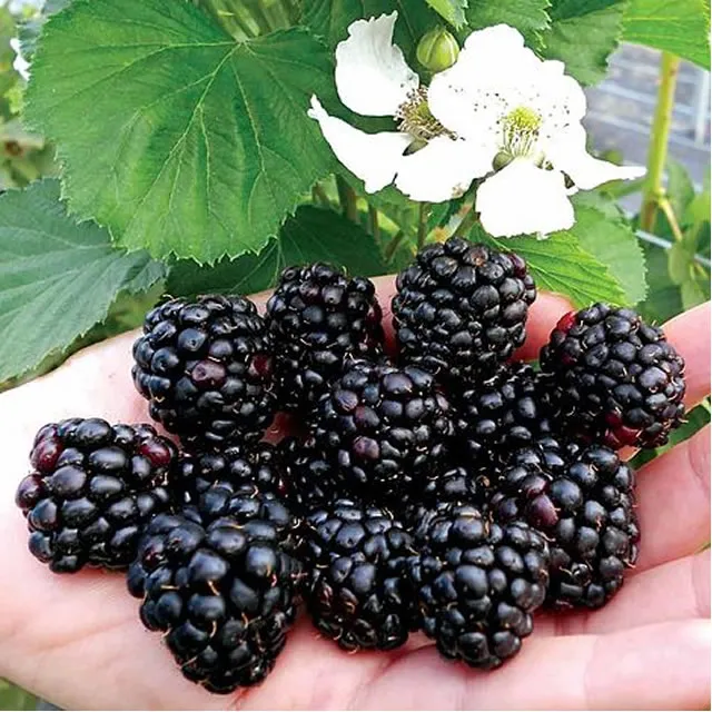 Ежевика садовая