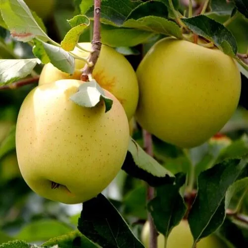 Яблоня ГОЛДЕН ВЛАДИМИРСКИЙ  Яблоня ГОЛДЕН ВЛАДИМИРСКИЙ в Чебоксарах