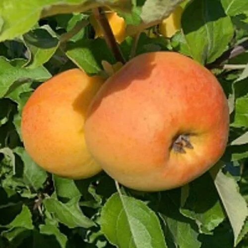 Яблоня АНТОНОВКА ЗОЛОТАЯ  Яблоня АНТОНОВКА ЗОЛОТАЯ в Чебоксарах