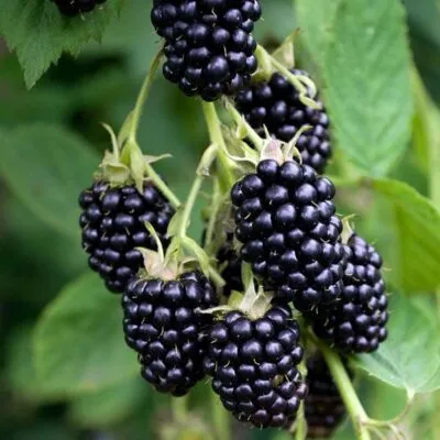 Ремонтантная в Чебоксарах