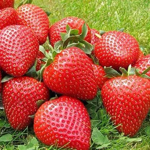 Клубника ЭЛИАНЕ  Клубника ЭЛИАНЕ в Чебоксарах