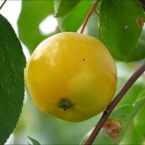 Яблоня КИТАЙКА ЖЁЛТАЯ колонновидная  Яблоня КИТАЙКА ЖЁЛТАЯ колонновидная в Чебоксарах